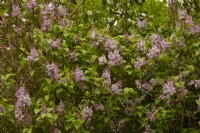Syringa vulgaris 'Charles Joly' - Lilac