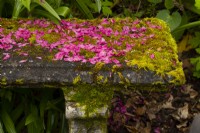 Pink petals on an old moss covered stone bench in the Crathes Castle Walled Garden.