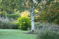 View of Betula papyrifera 'Canoe Birch' on Lower Lawn at Knoll Gardens in Dorset 