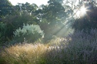 Early morning sunbeams lighting Verbena bonariensis in a perennial border at Knoll Gardens in Dorset.