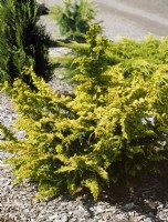 Chamaecyparis obtusa Fernspray Gold, spring April