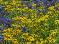Rudbeckia fulgida and Agapanthus Navy Blue in border Summer August