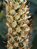 Hedychium coccineum 'Tara'