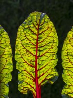 Rhubarb chard leaf  Swiss chard Beta Vulgaris August Summer
