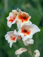 Gladiolus 'Belinda' August Summer