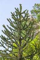 Araucaria araucana, summer June