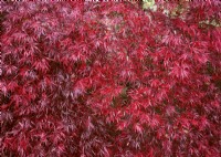 Acer palmatum Garnet, spring May