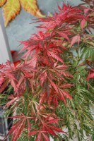 Acer palmatum Lileeanne's Jewel Extravaganza, spring May
