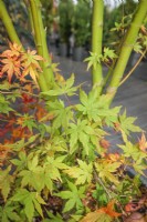 Acer palmatum Sonkootgre Going Green, spring May