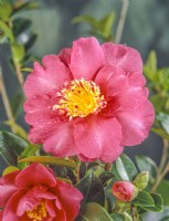 Camellia japonica Red Wing, autumn November