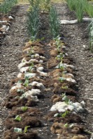 Young cabbage in row mulched with sheep's wool.