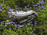 Globe Daisy - Globularia nudicaulis growing in natural rockery habitat
