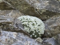 Androsace pyrenaica - Rock jasmine in alpine natural habitat of rock crevice