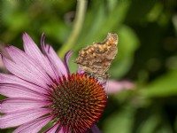 Comma butterfly, Polygonia c-album on Echinacea