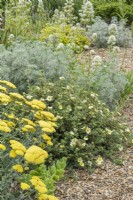 Potentilla 'Primrose Beauty' with Achillea 'Moonshine' ; Centranthus ruber 'Alba' and Artemisia 'Powis Castle in gravel garden

