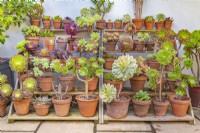 Display of Aeonium species and varieties in pots on wooden staging on a patio