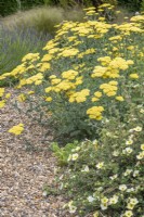 Achillea 'Moonshine' and Potentilla 'Primrose Beauty' in gravel garden
