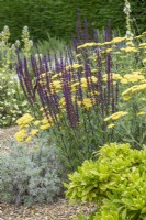 Salvia nemerosa 'Caradonna' with Achillea 'Moonshine' and Artemisia 'Powis Castle' in gravel garden