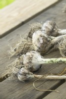 Harvested garlic on wooden table.