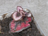New plant growing from begonia leaf pinned onto damp compost.