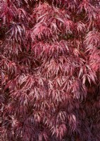 Acer palmatum Tamukeyama , spring May