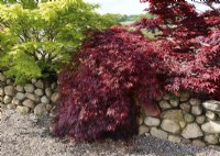 Acer palmatum Red Dragon, spring May