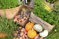 Display of harvested produce in variety of containers included: rosemary, parsley, mixed winter squash, potatoes.