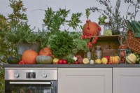 Display of harvested produce in a kitchen included:  mixed pumpkins, sunflowers, rosemary, hydrangea, bouquet of ammi majus. 