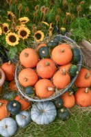 Display of harvested pumpkins and other winter squash, bouquet of sunflowers and Dipsacus sativus.