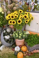 Display of harvested pumpkins and other winter squash with bouquet of sunflowers, ornamental cabbages and parsley.