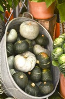 Zinc bathtub filled with yellow and grey and green winter squash.