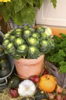 Display of harvested produce: mixed winter squash, parsley, ornamental cabbages.
