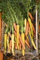 Freshly-harvested carrots, a mix of different root colours, in wooden box.