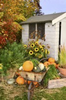 Display of harvested produce, including mixed winter squash in a wheelbarrow, by a garden shed.