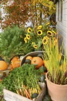 Display of harvested carrots, pumpkin and winter squash. Plus a potted Imperata cylindrica.