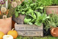 Display of harvested spinach leaves in rustic crate, rosemary, winter squash and dry heads leeks.