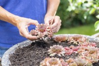 Woman planting red Sempervivums in shallow container in the shape of the number three