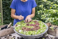 Woman brushing compost off the surface of the Sempervivums