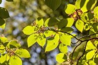 Cornus alternifolia, spring May