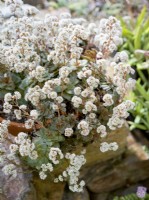 Crassula montana in pot, winter Febuary