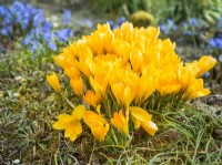 Crocus chrysanthus, spring March