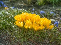 Crocus chrysanthus, spring March
