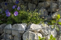 Geranium 'Johnston Blue' and Erigeron karvinskianus, growing amonst the rubble wall on in the Nurturing Nature in the City, Designed by Caroline  and  Peter Clayton.
