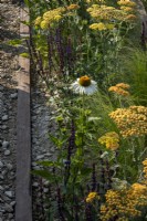 Echinacea 'White Swan',  Achillea millefolium 'Terracotta' and  Salvia 'Amistad', edgomg a gravel path. Nurturing Nature in the City garden. 