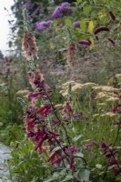 Salvia 'Wendy's Wish' and Verbascum 'Helen Johnson' surrounded by Achillea millefolium 'Salmon Beauty and wild grasses on the RHS Wildlife Garden, 
