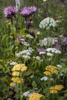 A collection of yarrow plants, including Achillea millefolium 'TerraCotta', with Monarda 'Croftway Pink' and Ammi visnaga.