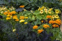 Marigolds -  Calendula officinalis and Nasturtiums  growing amongst the Brassicas.