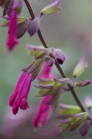 Salvia 'Wendy's Wishes' in August