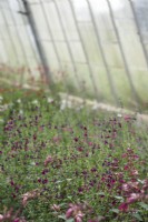 A sea of salvias in a nursery glasshouse in August