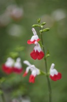 Salvia 'Hot Lips' in August
